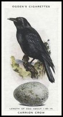 5 Carrion Crow